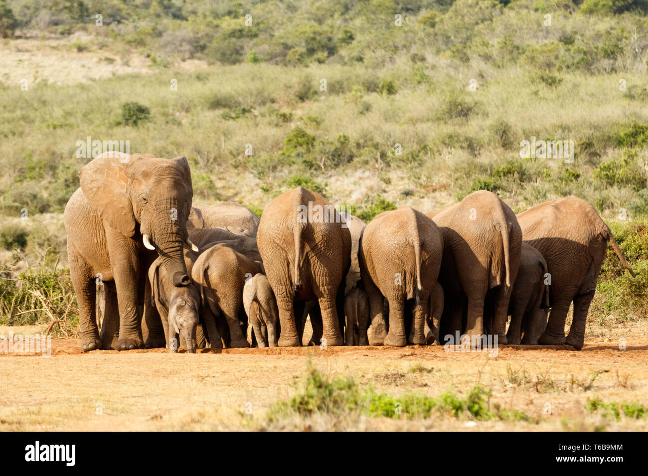 Elephant pointing the direction with his trunk Stock Photo Alamy