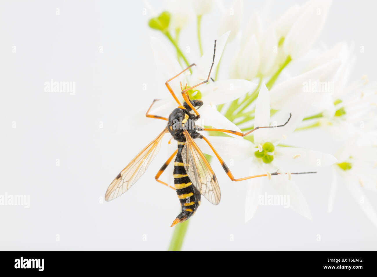 pics Red And Black Flying Insect Uk https www alamy com a specimen of nephrotoma crocata resting on a wild garlic flower allium ursinum dorset england uk gb image244882822 html