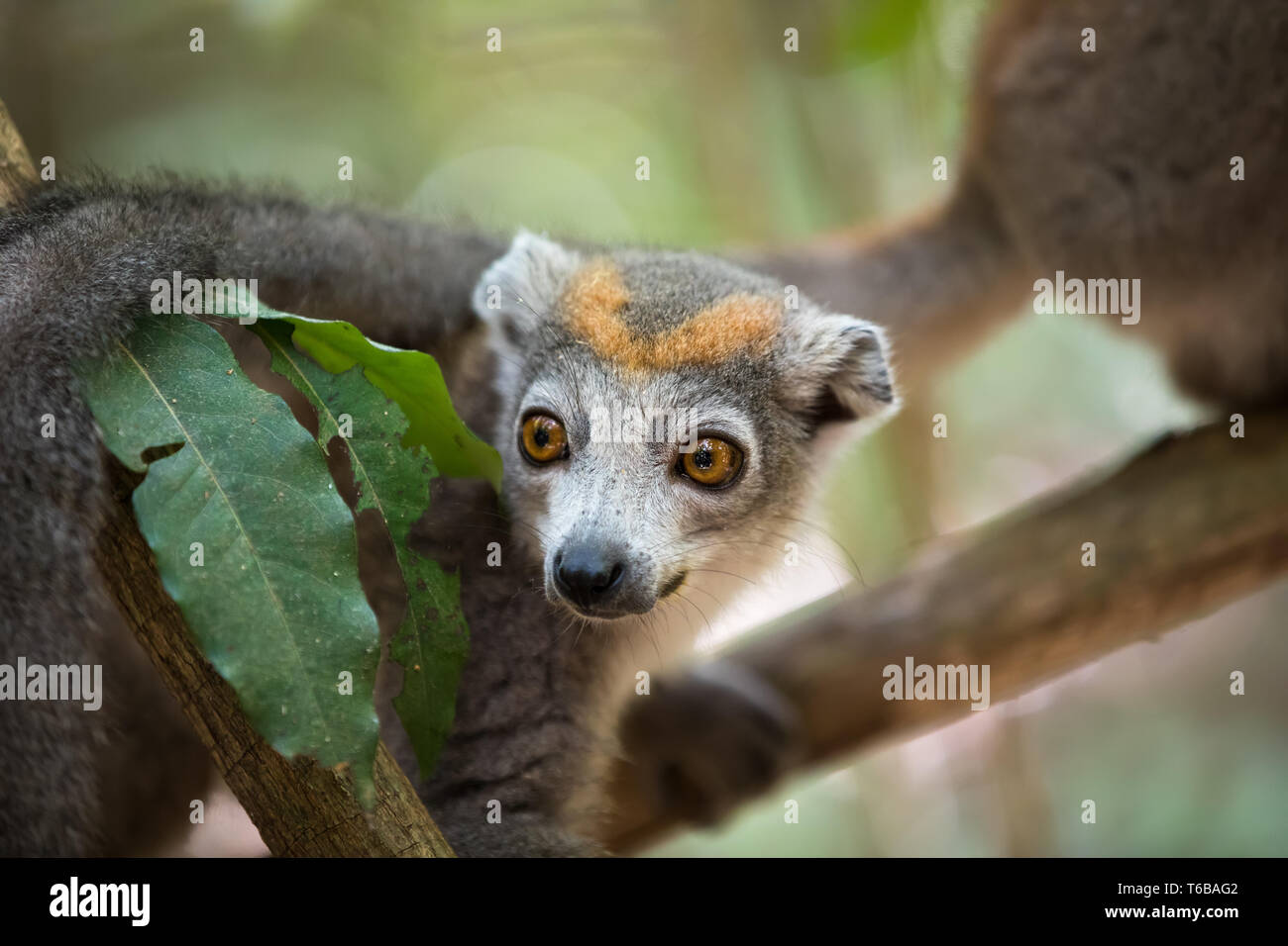 crowned lemur Ankarana National Park Stock Photo