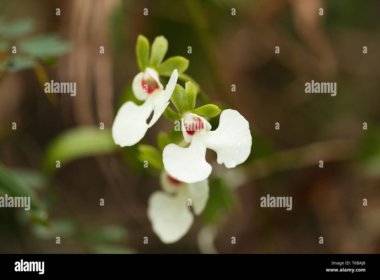 White orchid flower in madagascar rainforest Stock Photo Alamy
