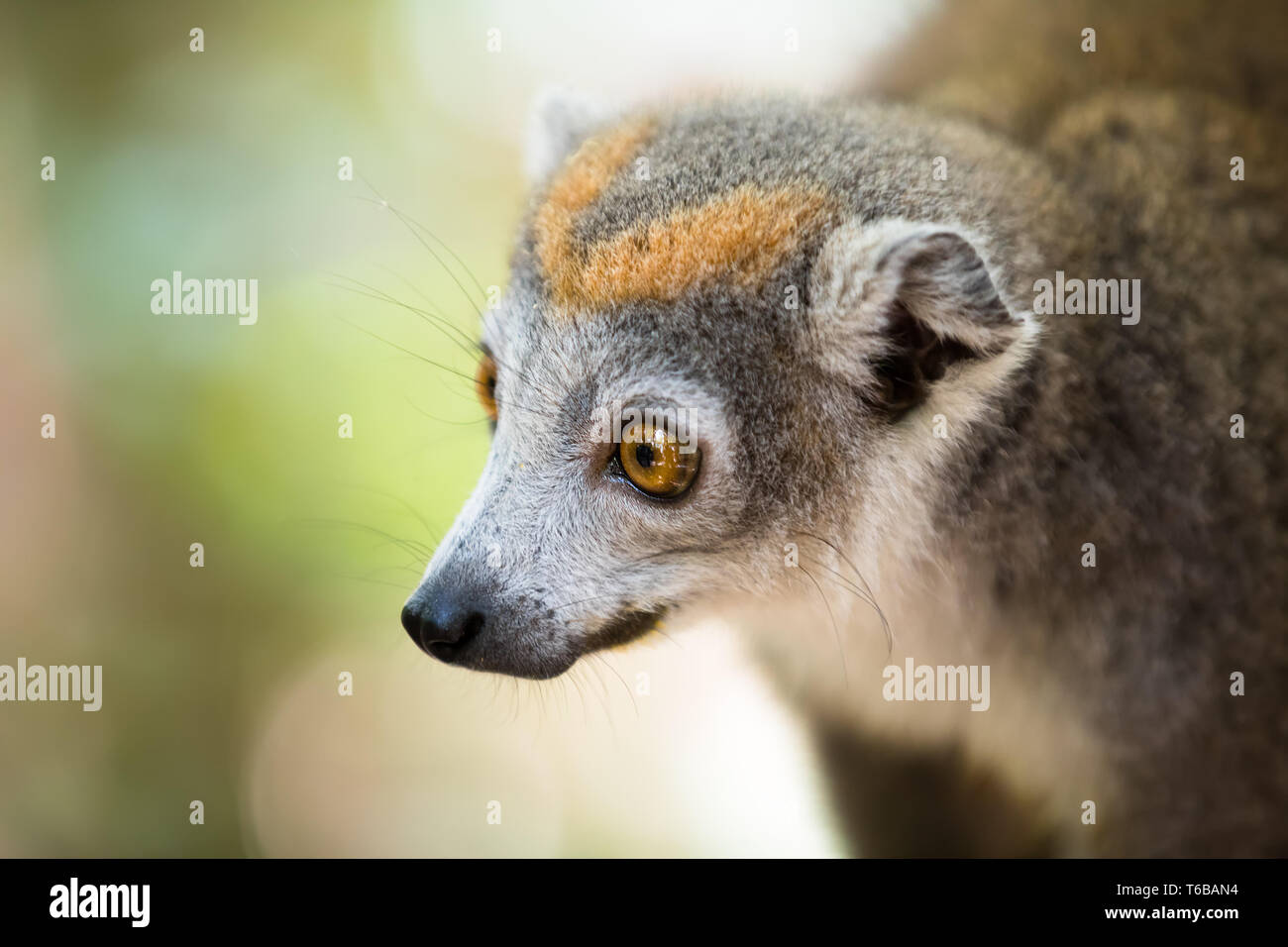 crowned lemur Ankarana National Park Stock Photo