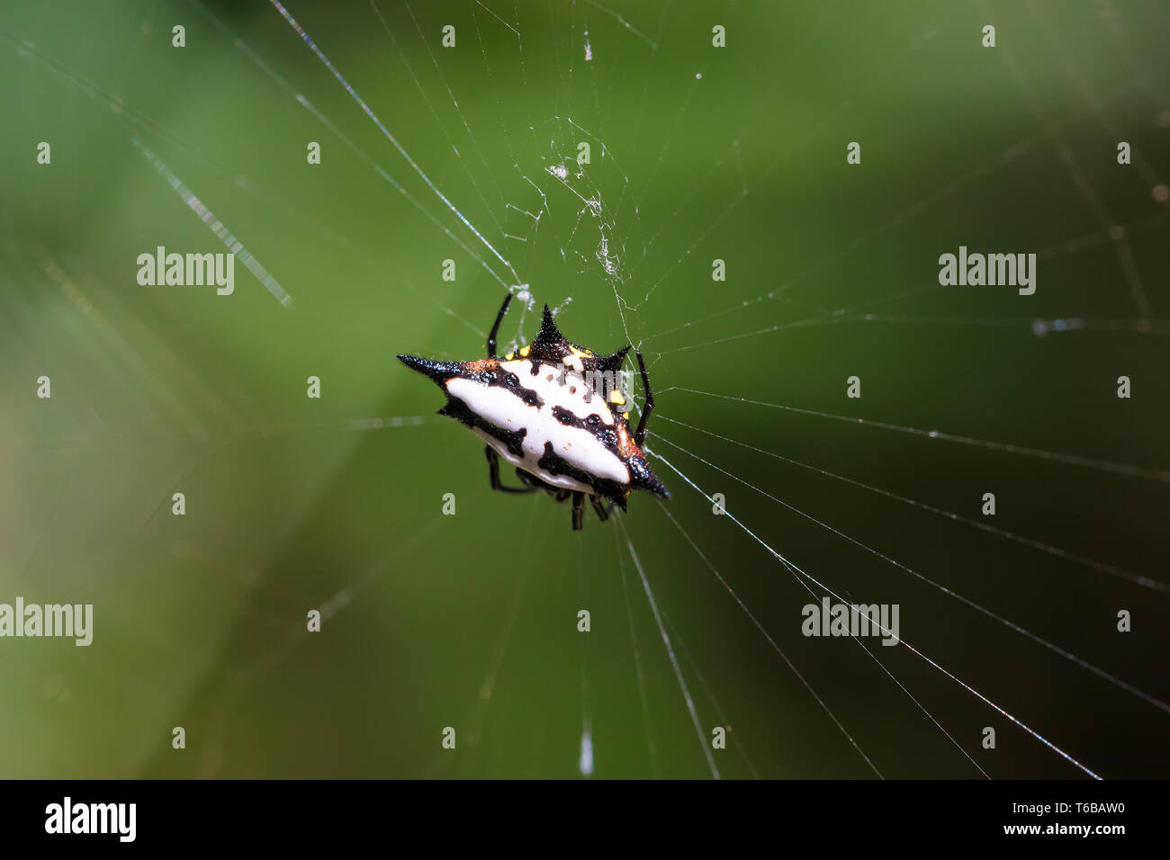 Spiny orbweaver or crab spider madagascar Stock Photo Alamy