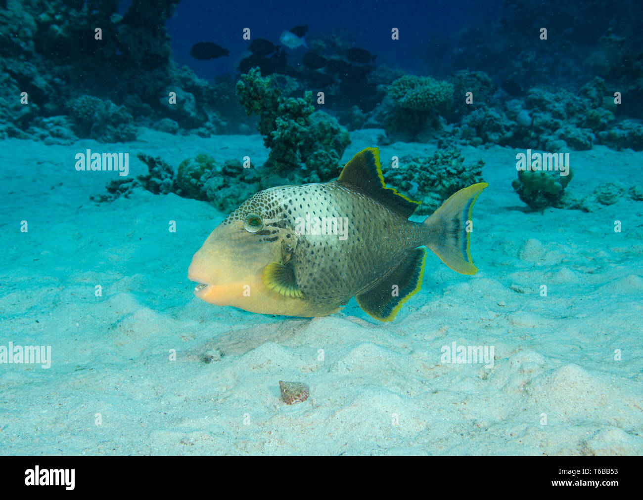 Yellowmargin triggerfish, Pseudobalistes flavimarginatus, foraging in sandy seabed, Hamata, Egypt Stock Photo