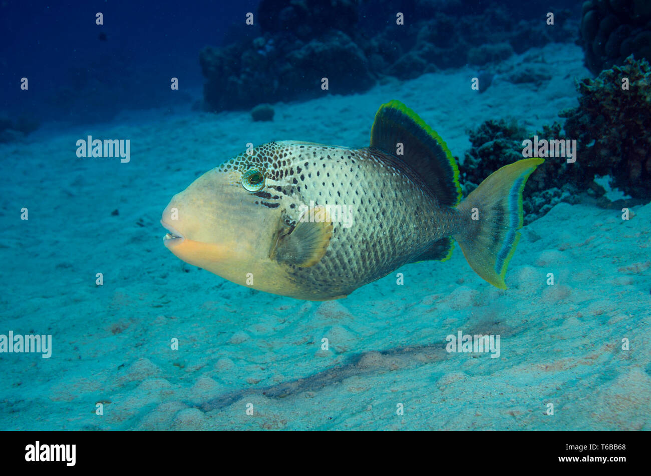 Yellowmargin triggerfish, Pseudobalistes flavimarginatus, foraging in sandy seabed, Hamata, Egypt Stock Photo