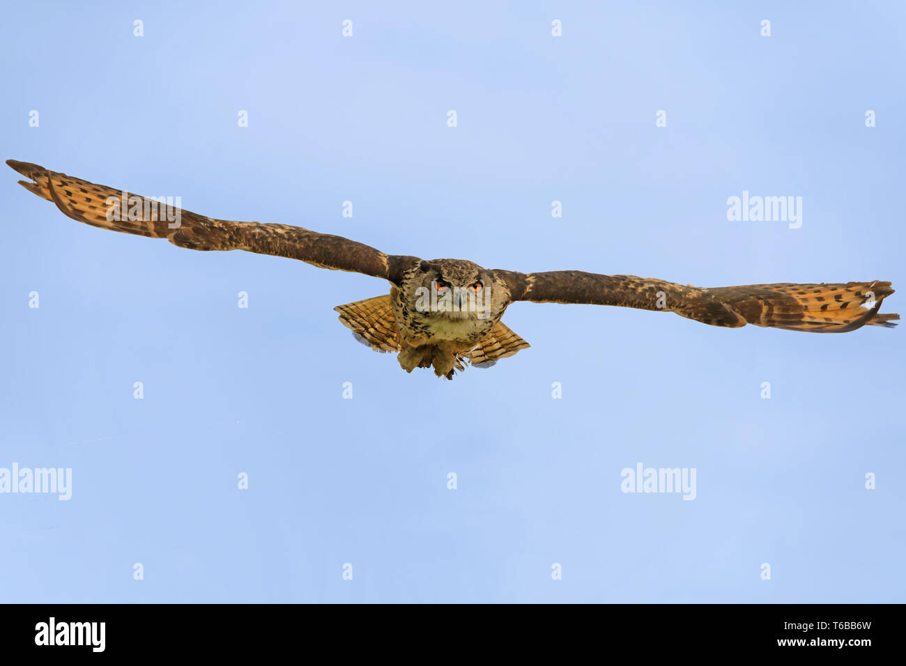 eurasian eagle-owl in flight Stock Photo - Alamy