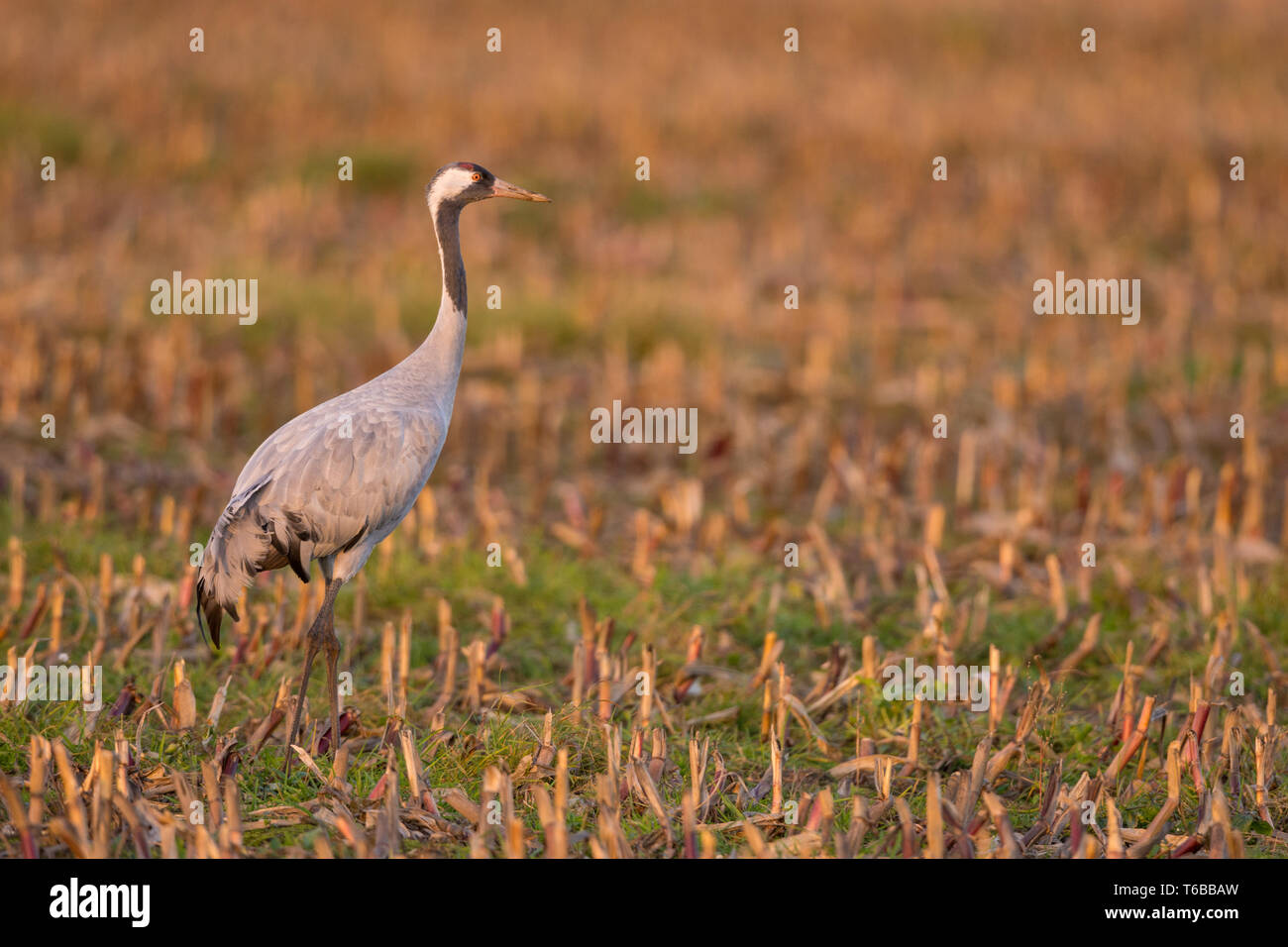 common crane in a German bog Stock Photo