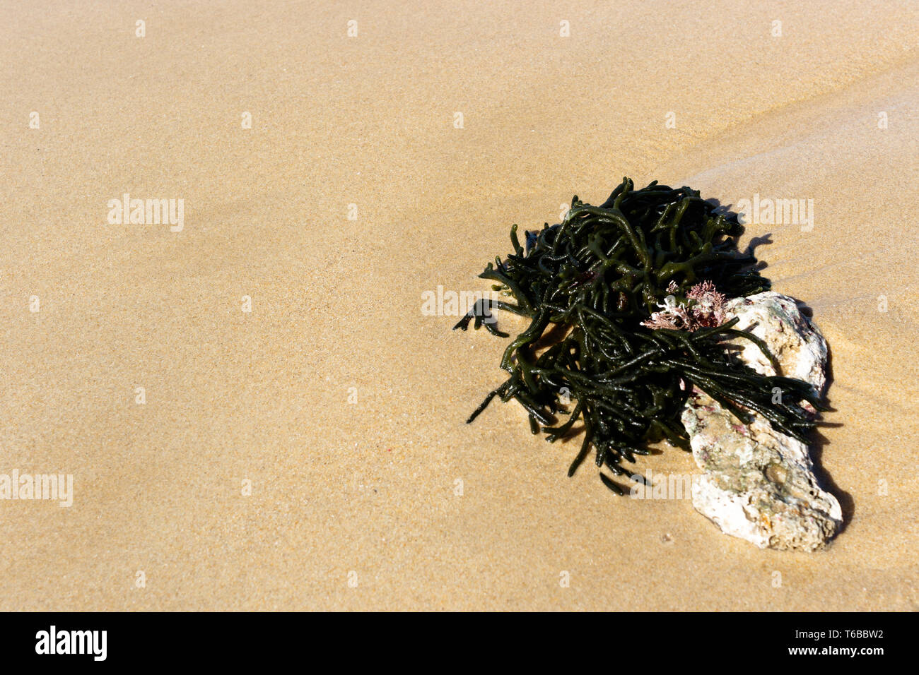 Green seaweed on the sand Stock Photo