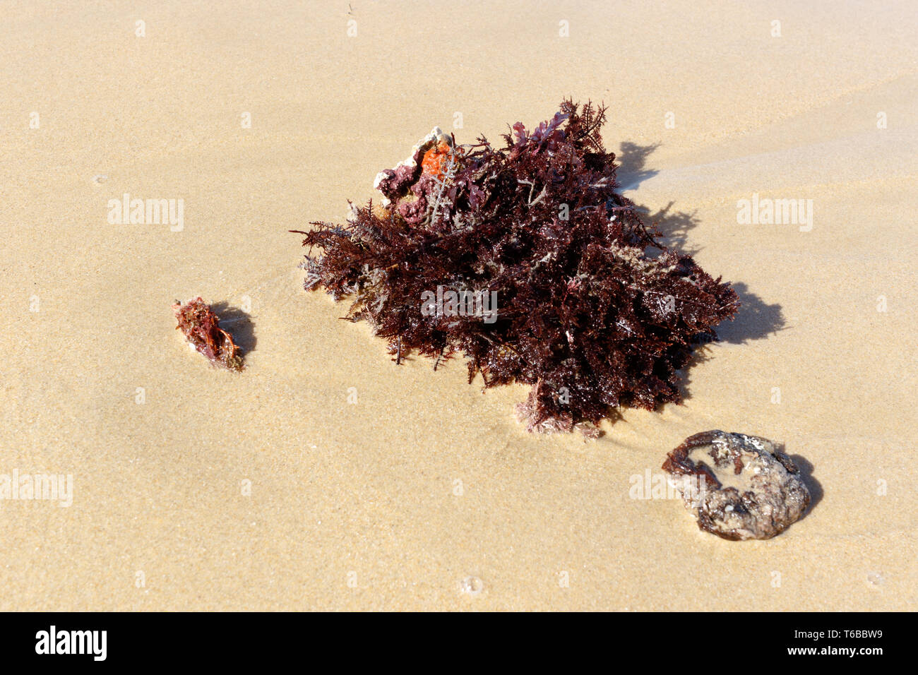 Red seaweed on the sand Stock Photo