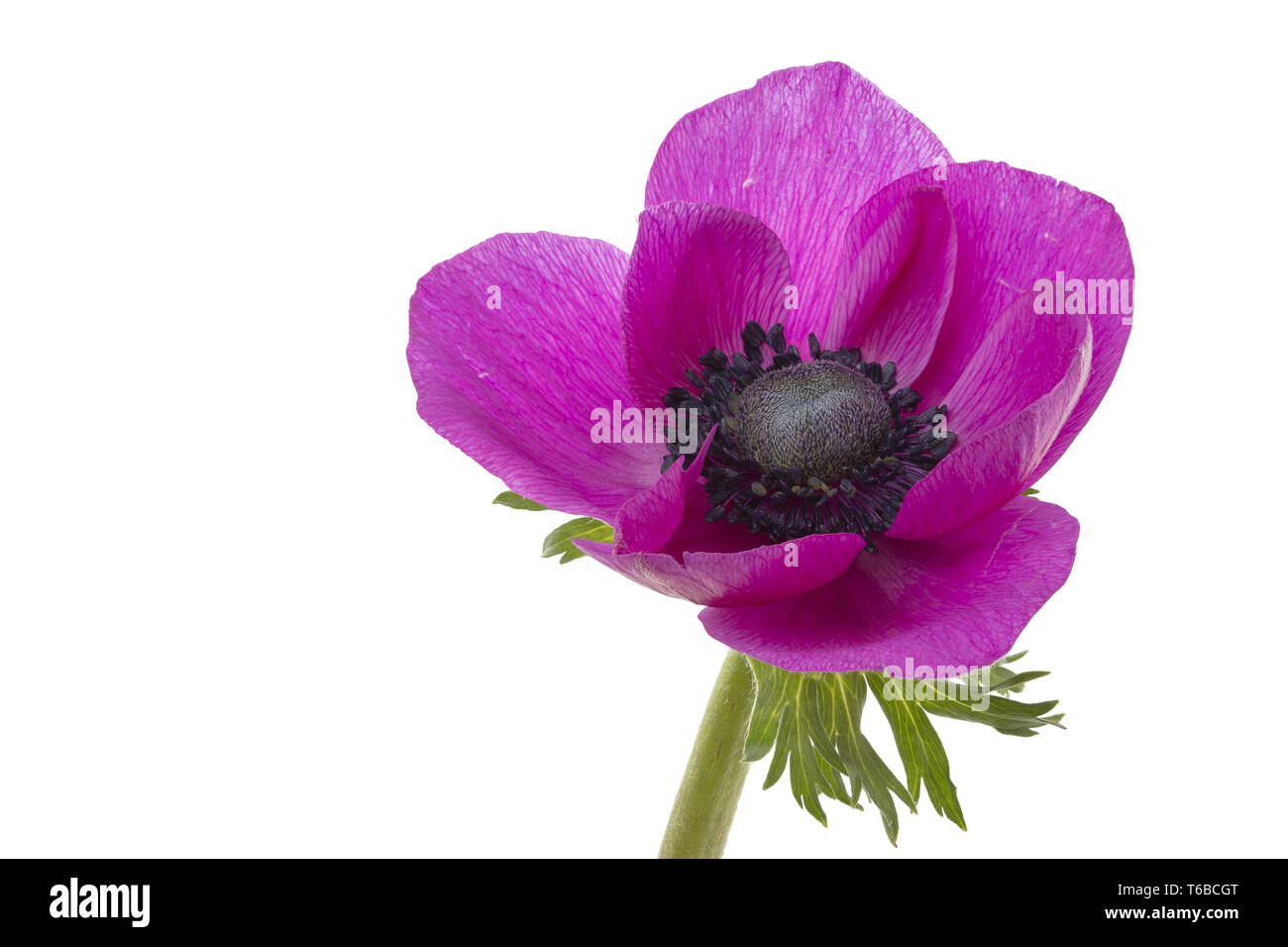 poppy anemone, or spanish marogold, Anemone coronaria Stock Photo
