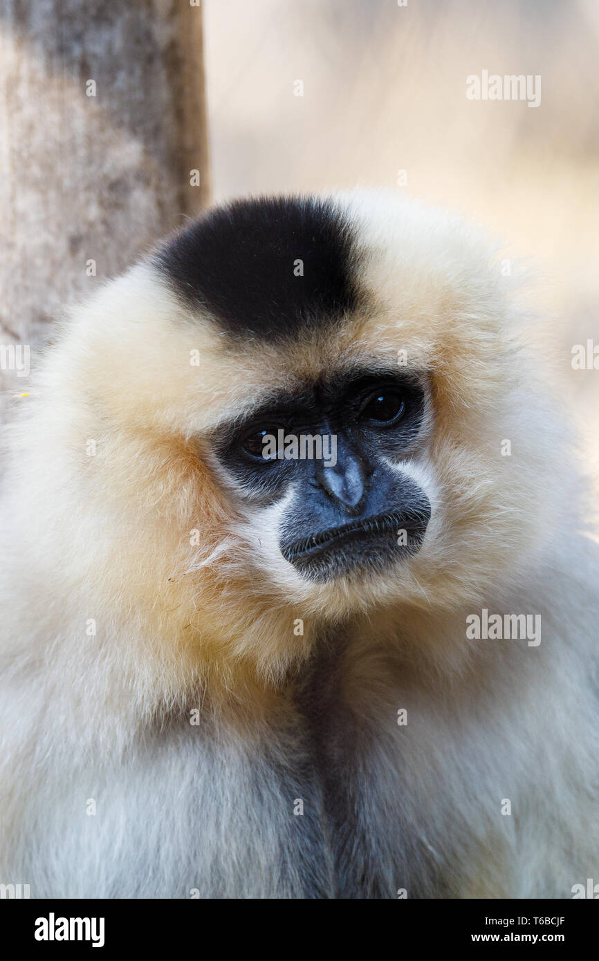 primatte Yellow-cheeked gibbon (Nomascus gabriellae Stock Photo - Alamy