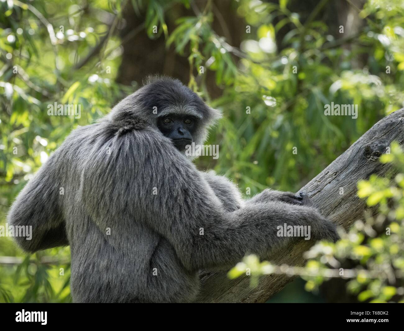 Silvery gibbon (Hylobates moloch) sitting on the tree. (CTK Photo/Roman Krompolc) Stock Photo