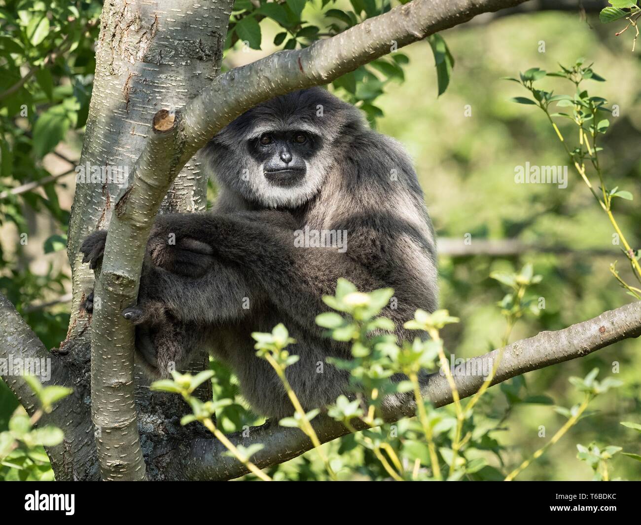 Silvery gibbon (Hylobates moloch) sitting on the tree. (CTK Photo/Roman Krompolc) Stock Photo