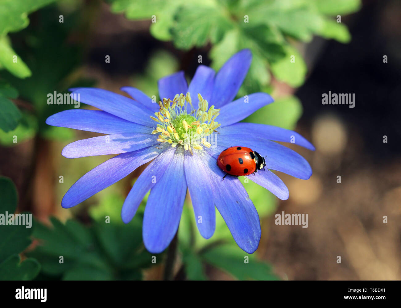 Beautiful closeup of a ladybug on a blue purple Anemone blanda blossom in the sunshine, also known as Balkan anemone or Greek thimbleweed Stock Photo