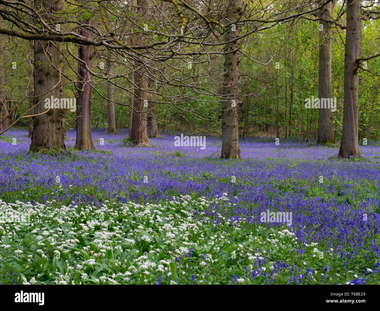 Bluebells Hyacinthoides non-scriptus and Ramsons (wild garlic) Blickling Great wood Norfolk Stock Photo