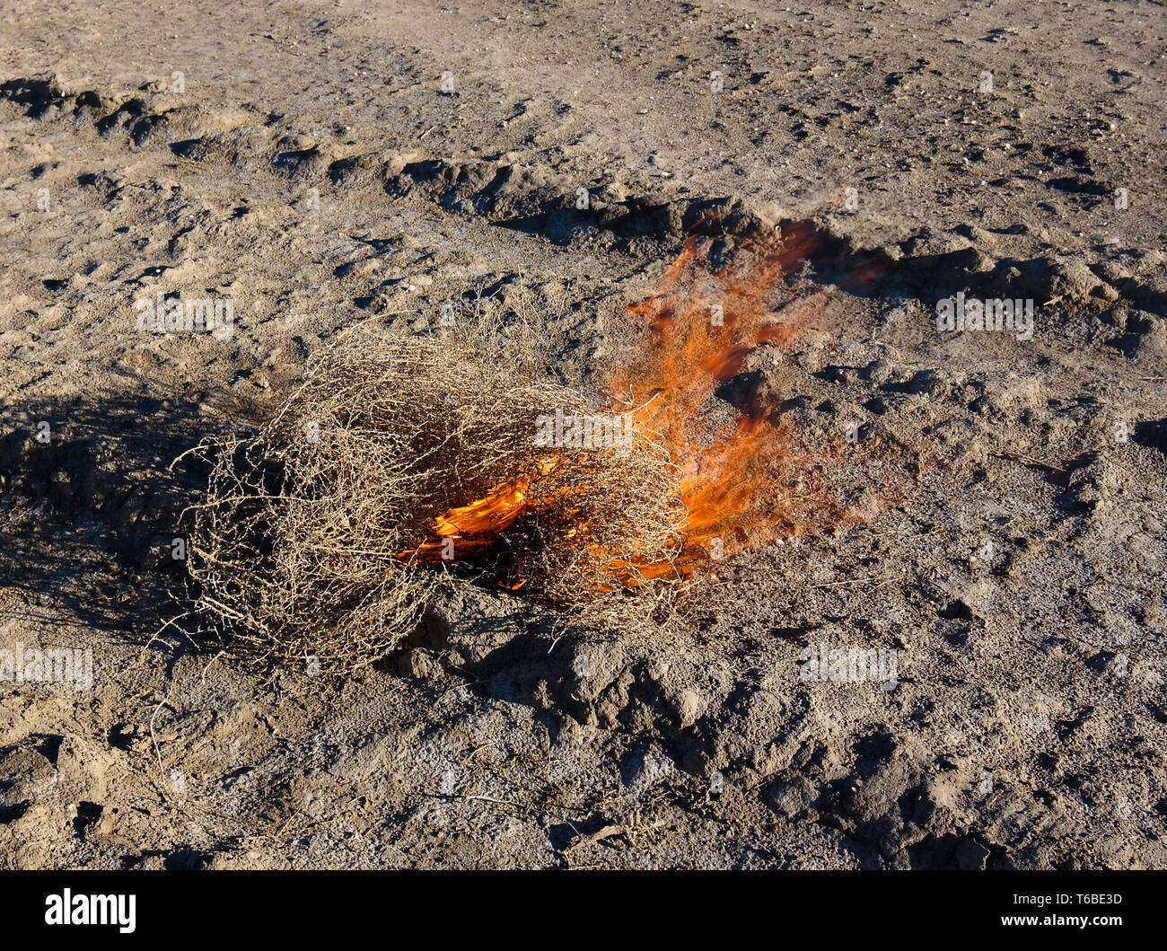 Burning tumbleweed at Aralcum desert as a bed of former Aral sea at Karakalpakstan, uzbekistan Stock Photo