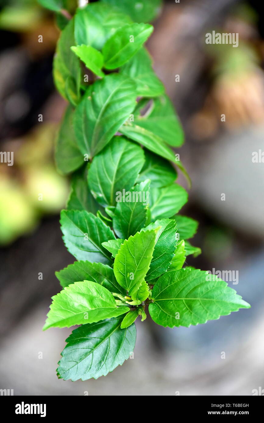 Close-up tropical green plants in the Philippines Stock Photo - Alamy