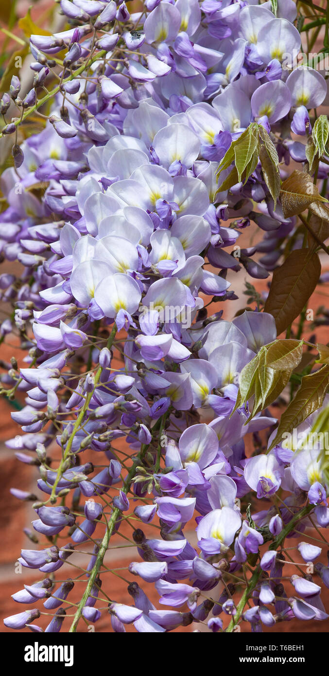 Beautiful Wisteria Flowering Plant Sinensis Caroline Climbing up a Wall ...