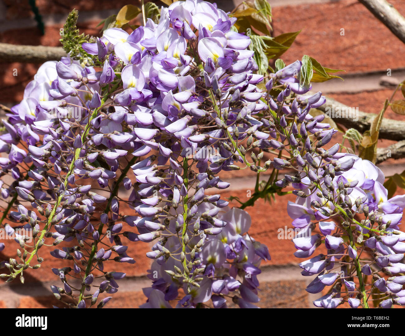 Beautiful Wisteria Flowering Plant Sinensis Caroline Climbing up a Wall in a Garden in Alsager Cheshire England United Kingdom UK Stock Photo