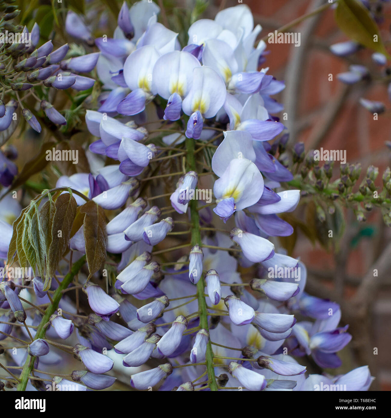 Beautiful Wisteria Flowering Plant Sinensis Caroline Climbing up a Wall in  a Garden in Alsager Cheshire England United Kingdom UK Stock Photo - Alamy