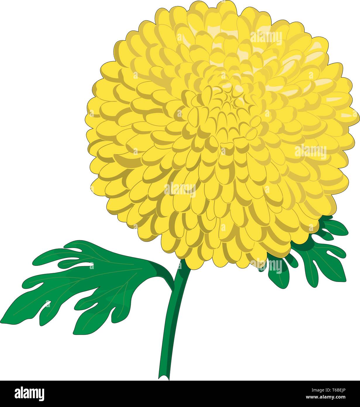 Chrysanthemum Vector Illustration Stock Vector Image & Art Alamy
