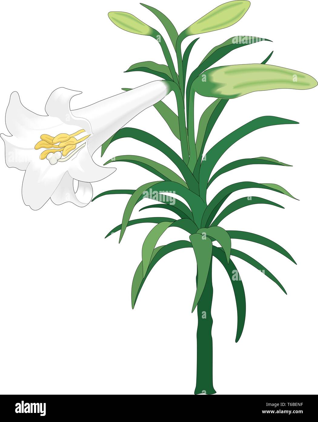 Easter Lily Vector Illustration Stock Vector Image & Art Alamy