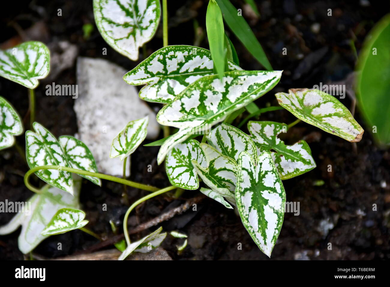 Close-up tropical green plants in the Philippines Stock Photo - Alamy