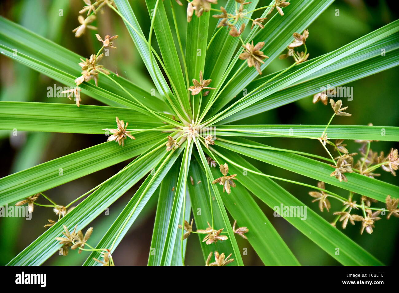 Close-up tropical green plants in the Philippines Stock Photo - Alamy