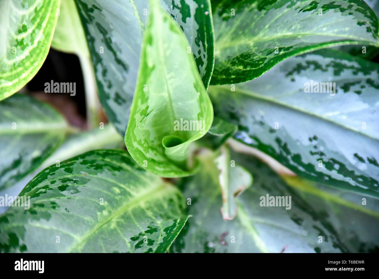 Close-up tropical green plants in the Philippines Stock Photo - Alamy