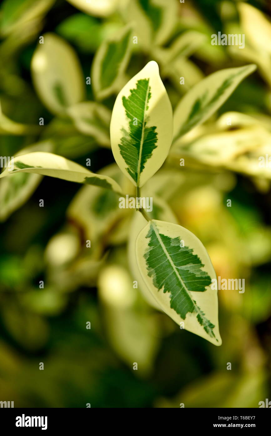 Close-up tropical green plants in the Philippines Stock Photo - Alamy