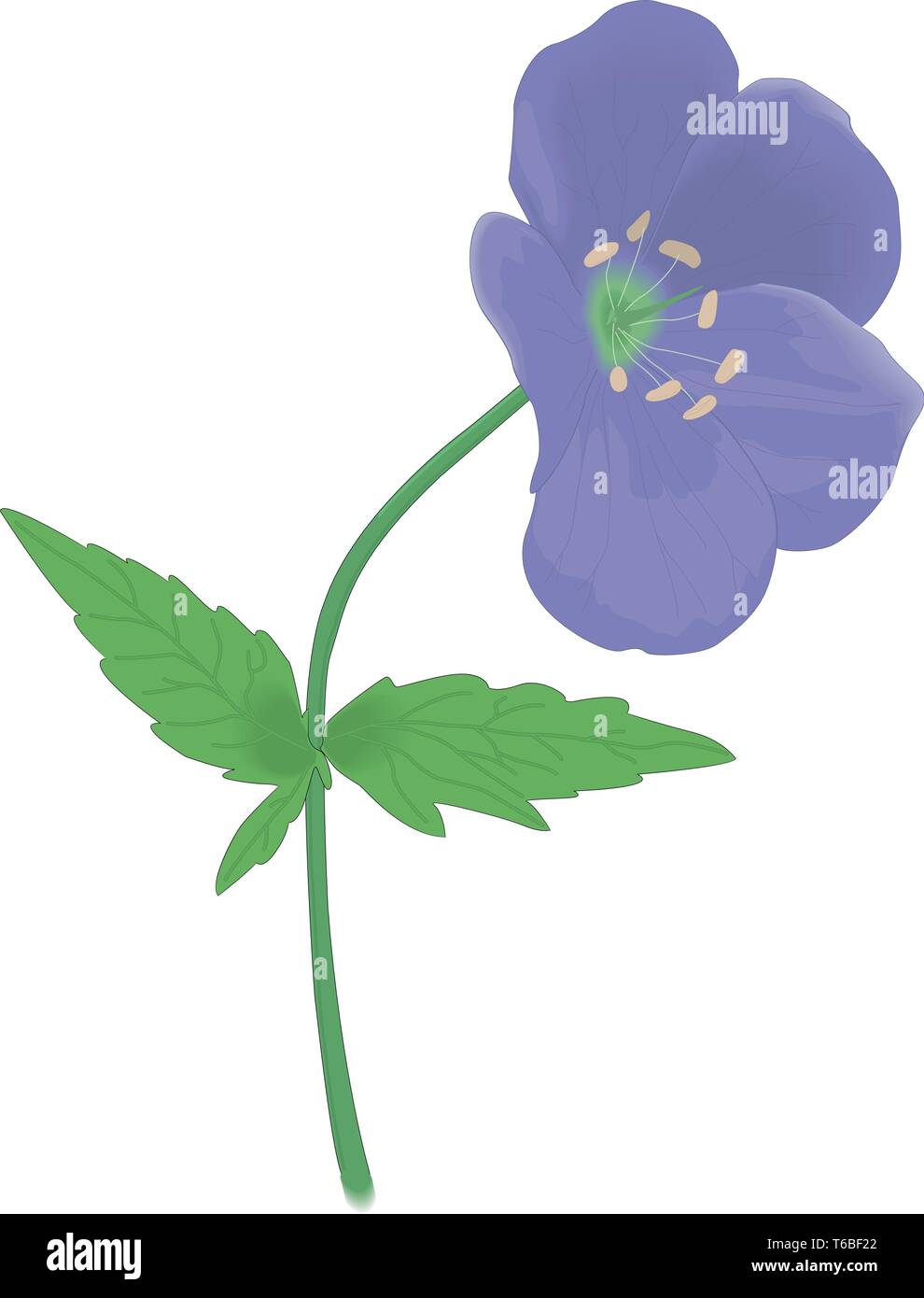 Wild Geranium Vector Illustration Stock Vector Image & Art - Alamy