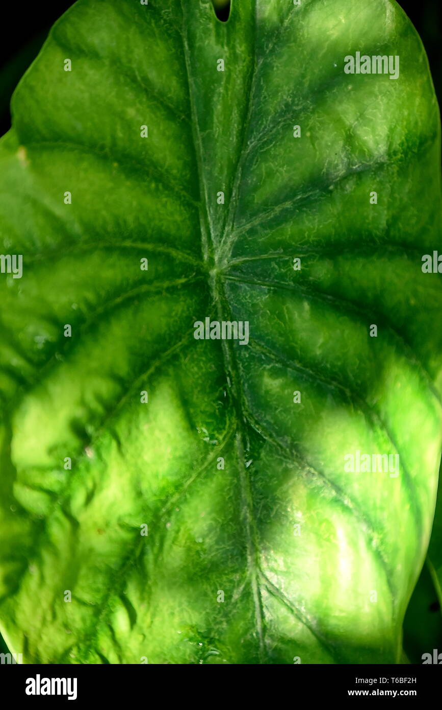 Close-up tropical green plants in the Philippines Stock Photo - Alamy