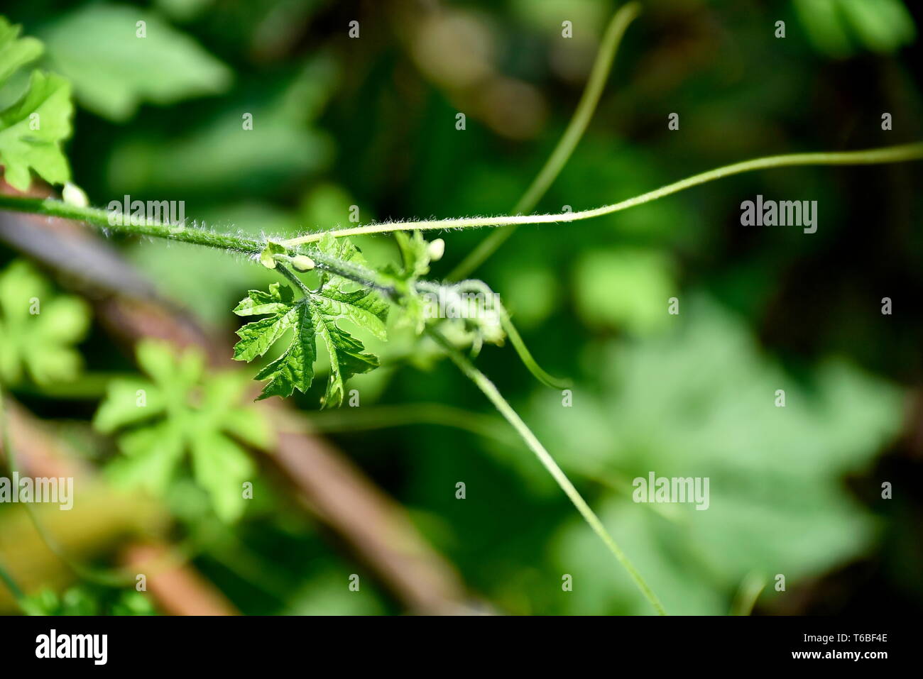 Close-up tropical green plants in the Philippines Stock Photo - Alamy