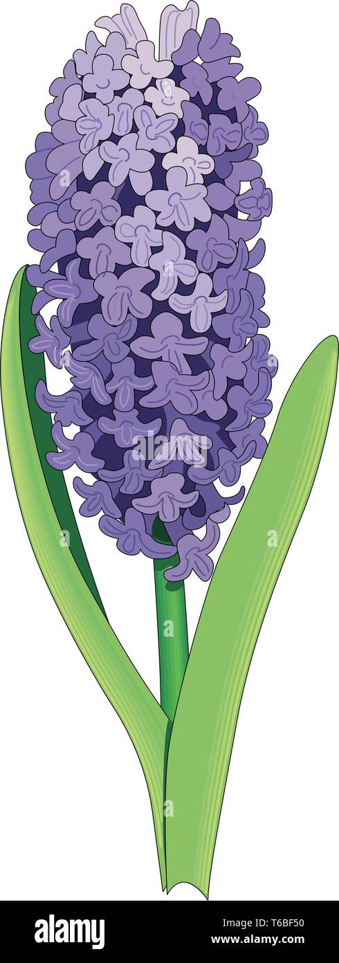Hiacynt Vector Hyacinth Vector Illustration Stock Vector Image & Art - Alamy