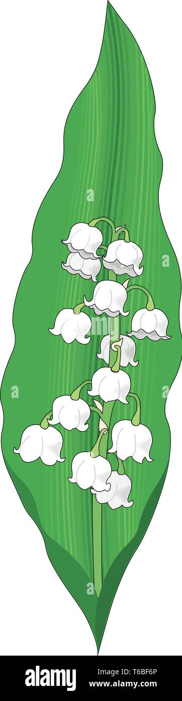 Lily of the Valley Vector Illustration Stock Vector Image & Art - Alamy