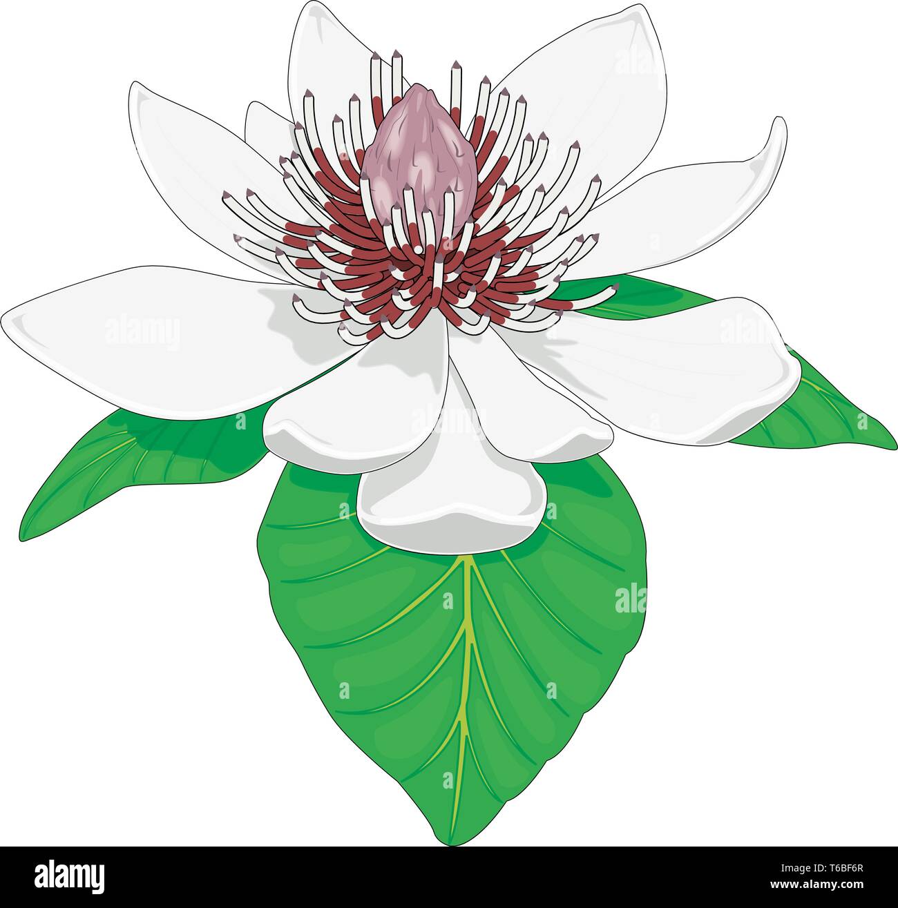 Japanese Magnolia Vector Illustration Stock Vector Image & Art - Alamy