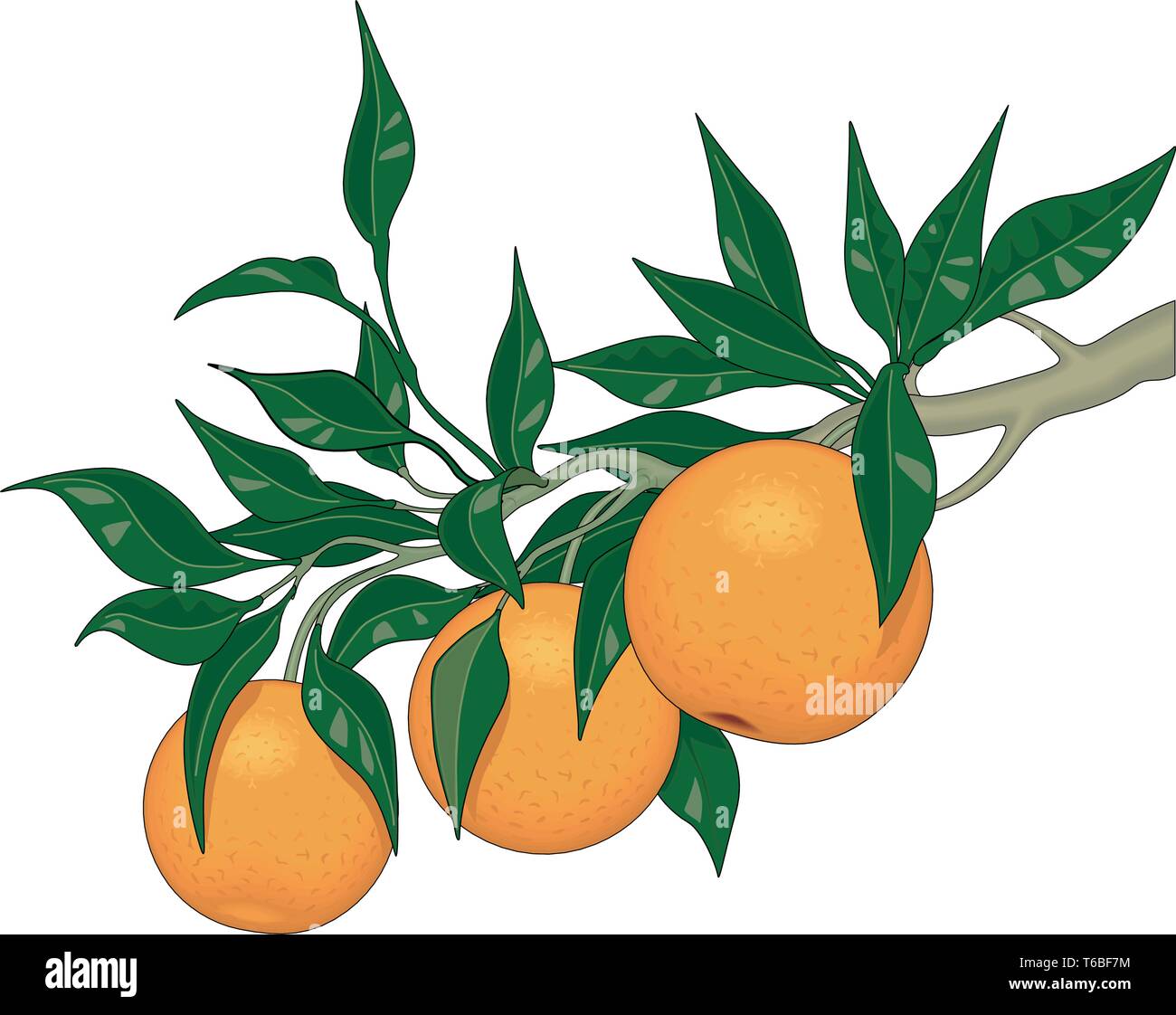 Orange Tree Limb Vector Illustration Stock Vector Image & Art - Alamy