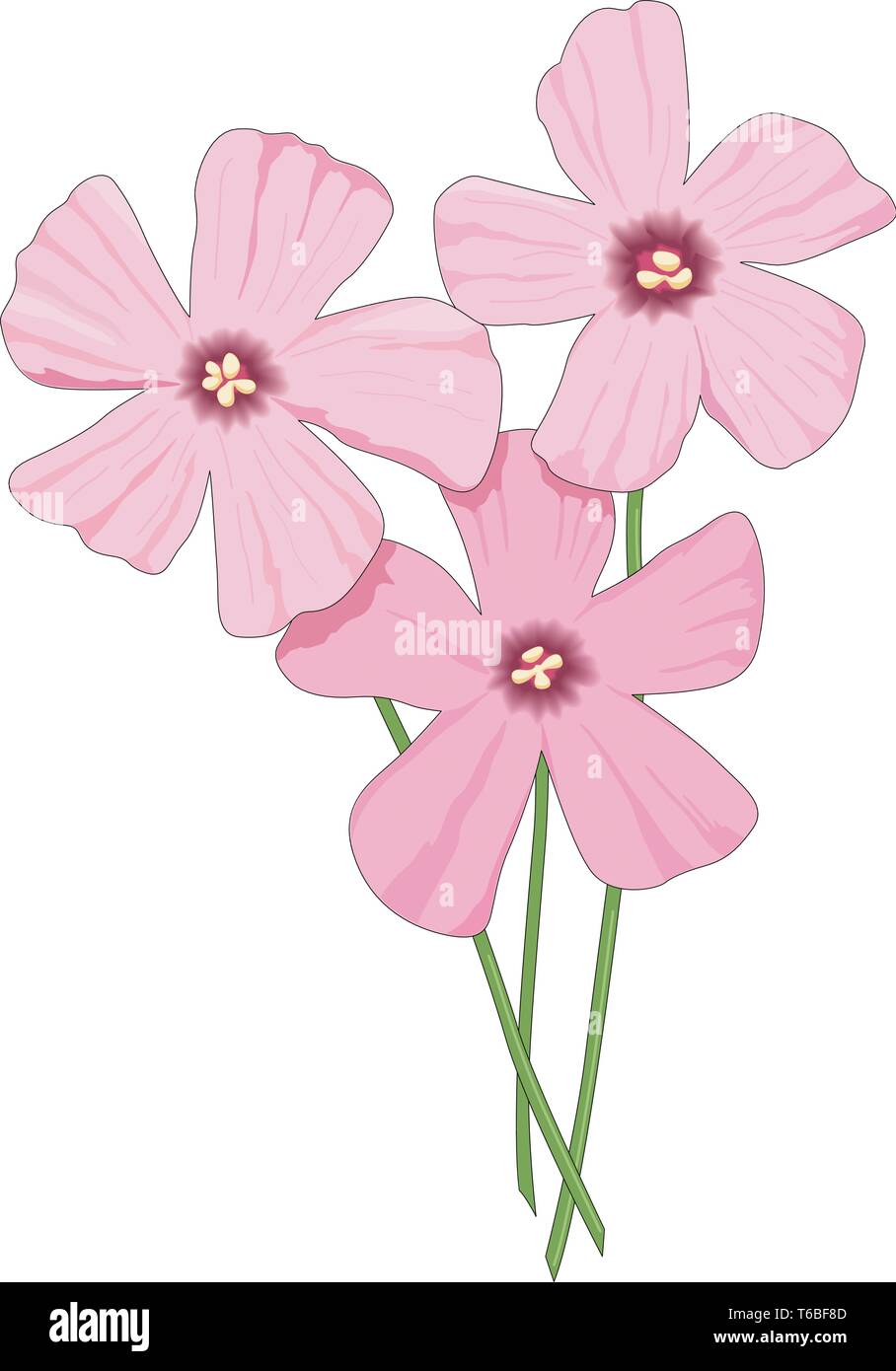 Oxalis Vector Vector Illustration Stock Vector