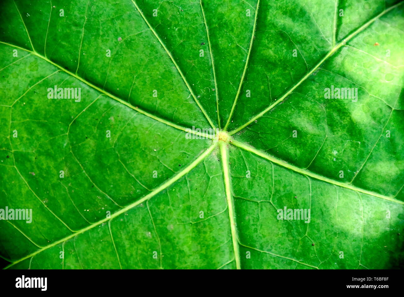 Close-up tropical green plants in the Philippines Stock Photo - Alamy