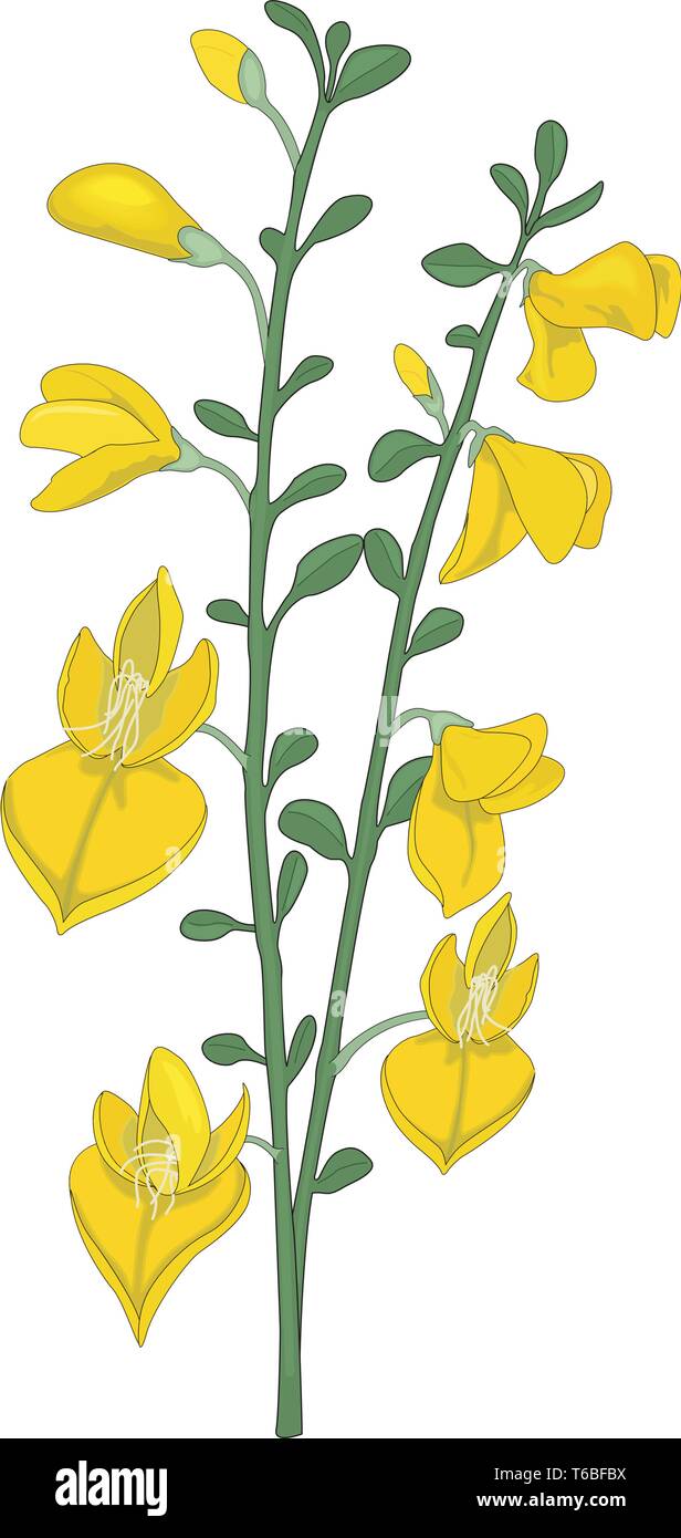 Broom flower illustration hi-res stock photography and images - Alamy
