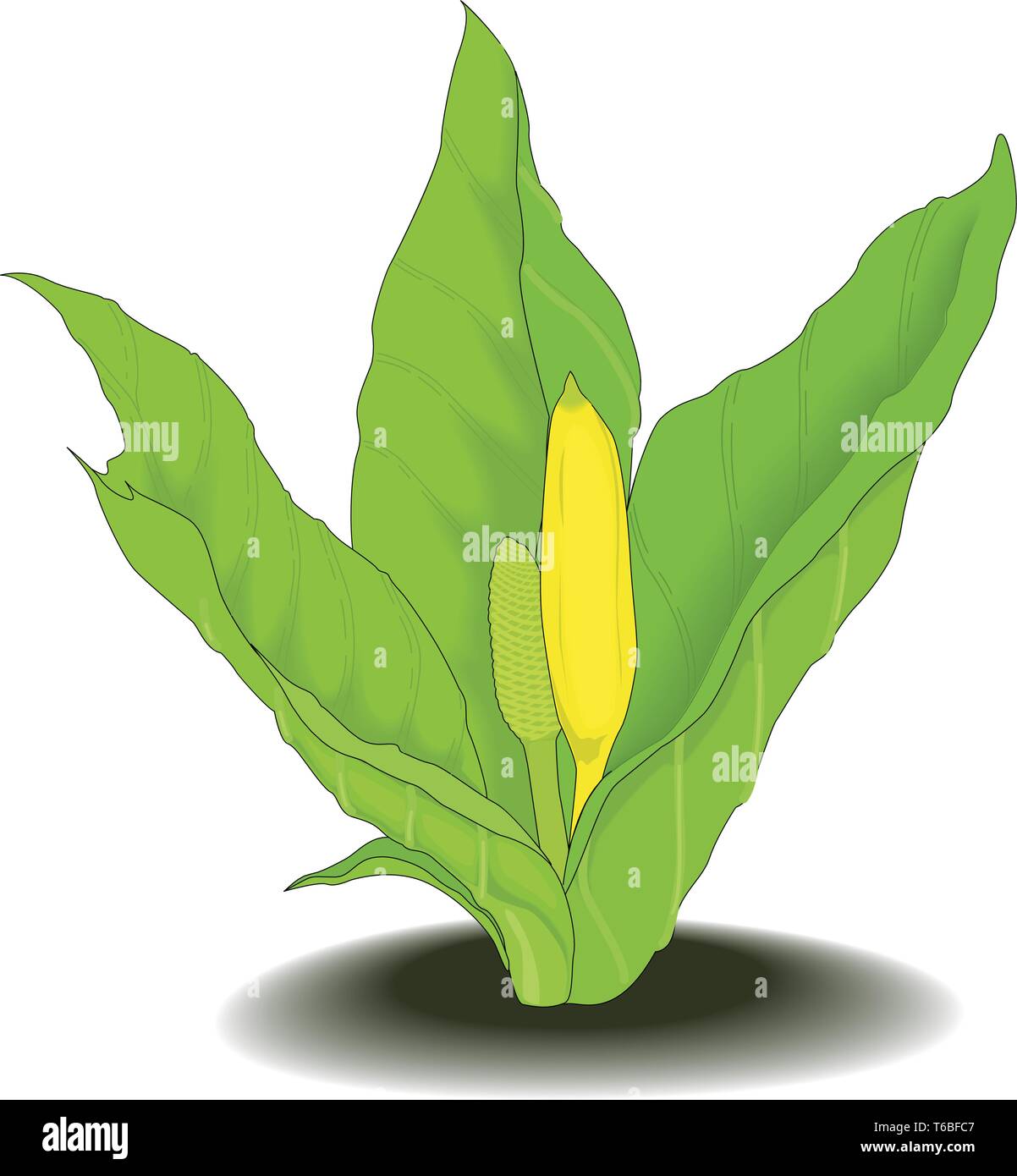 Skunk cabbage Stock Vector Images Alamy