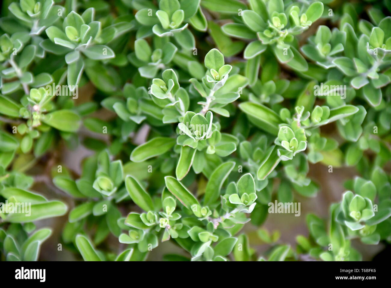 Close-up tropical green plants in the Philippines Stock Photo - Alamy