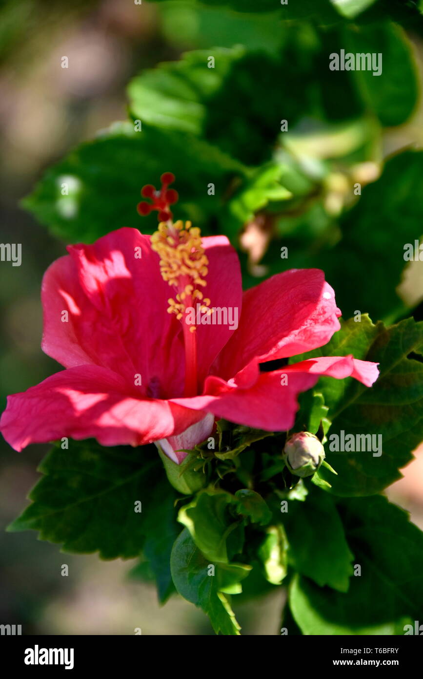 Close-up tropical green plants in the Philippines Stock Photo - Alamy