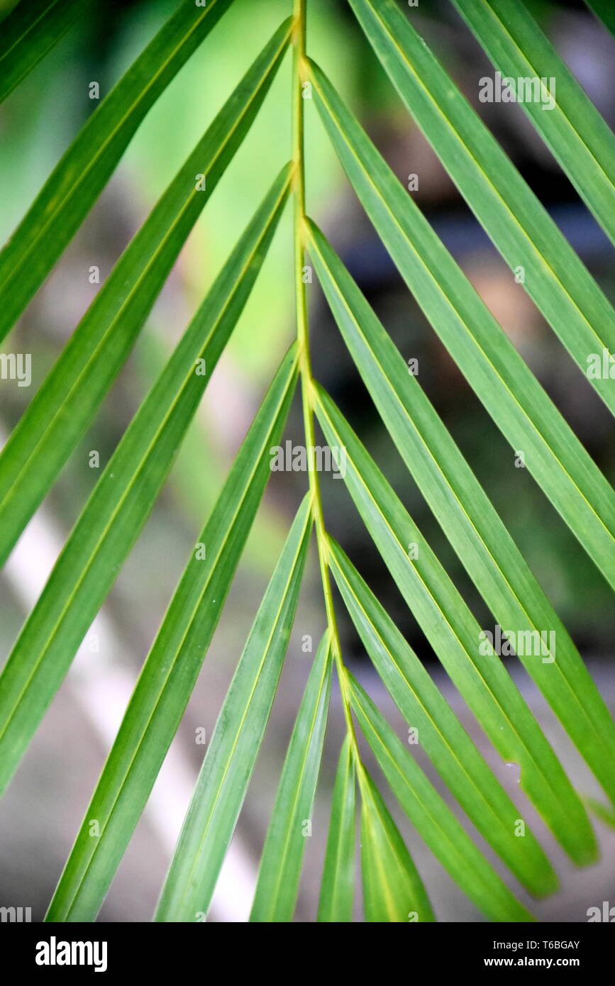 Close-up tropical green plants in the Philippines Stock Photo - Alamy