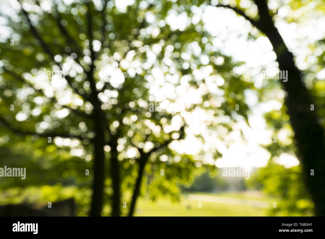 blurred tree with sun behind for backgrounds Stock Photo