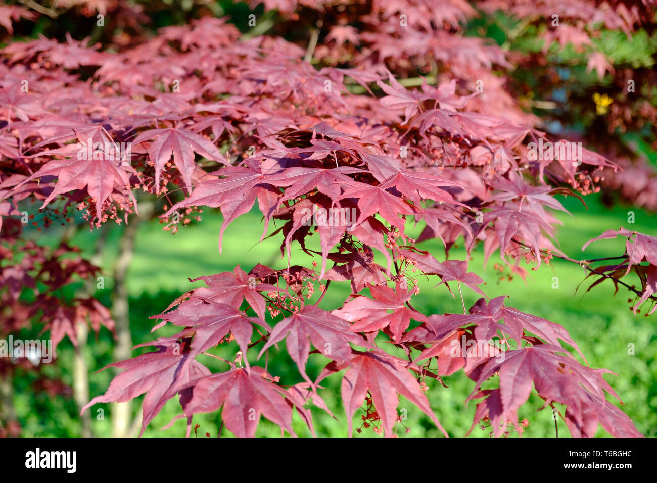bright red japanese red ader palmatum maple Stock Photo