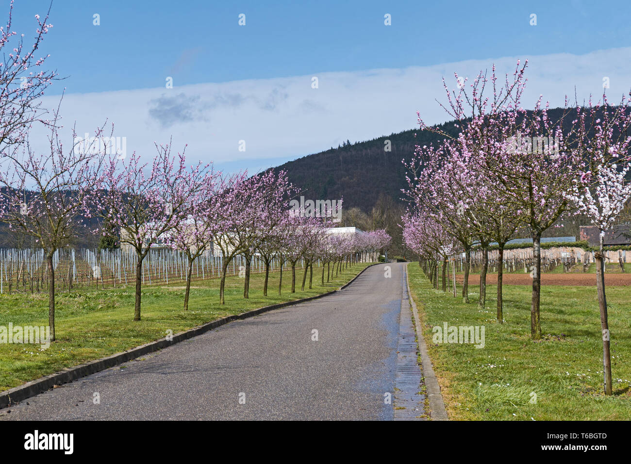 Flowering almond trees (Prunus dulcis) Stock Photo