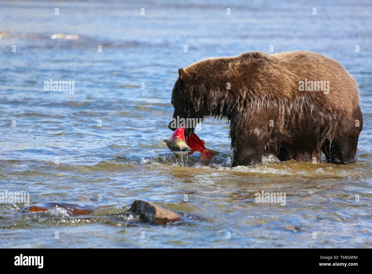 Ursus arctos horribilis, Alaskan Grizzly Bear,  Alaska Stock Photo