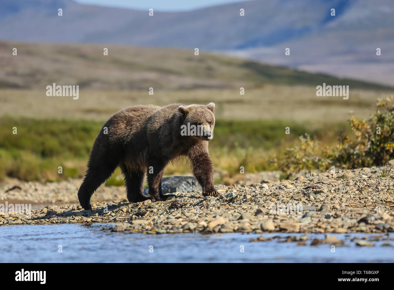 Ursus arctos horribilis, Alaskan Grizzly Bear,  Alaska Stock Photo