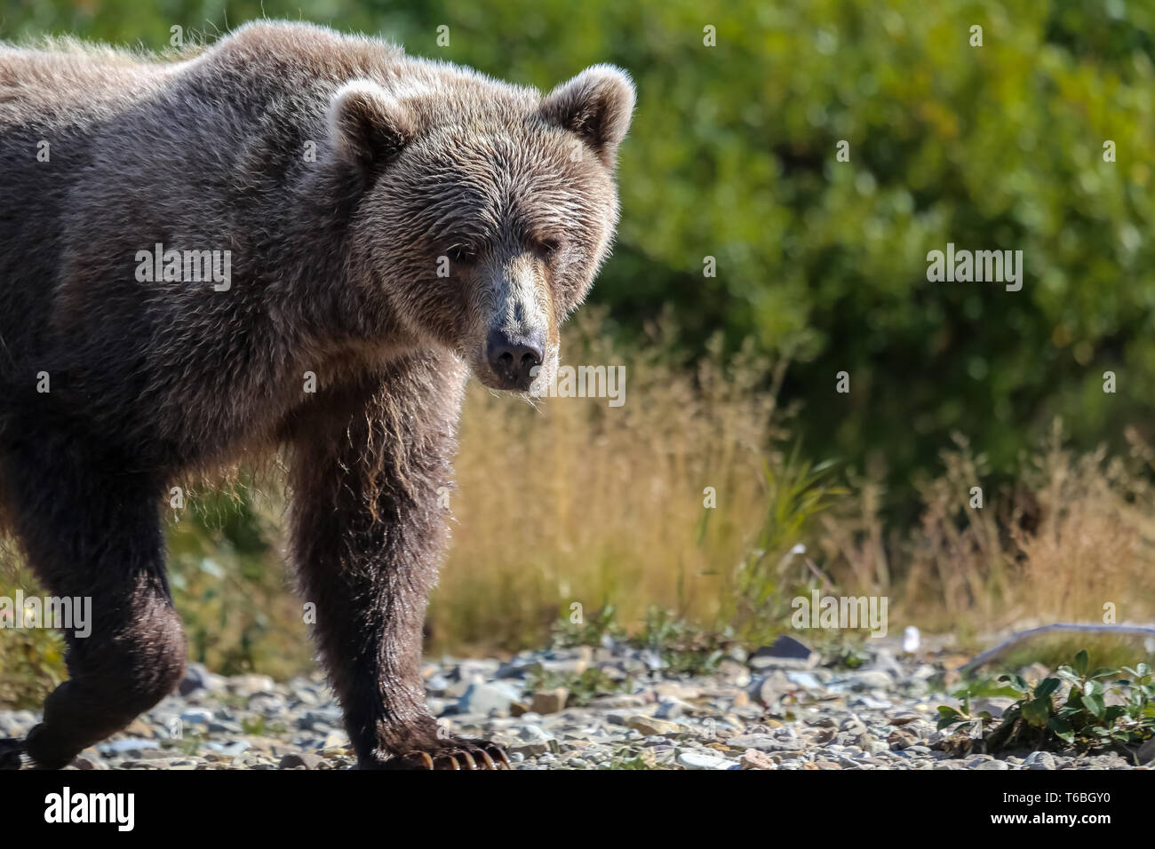 Ursus arctos horribilis, Alaskan Grizzly Bear,  Alaska Stock Photo