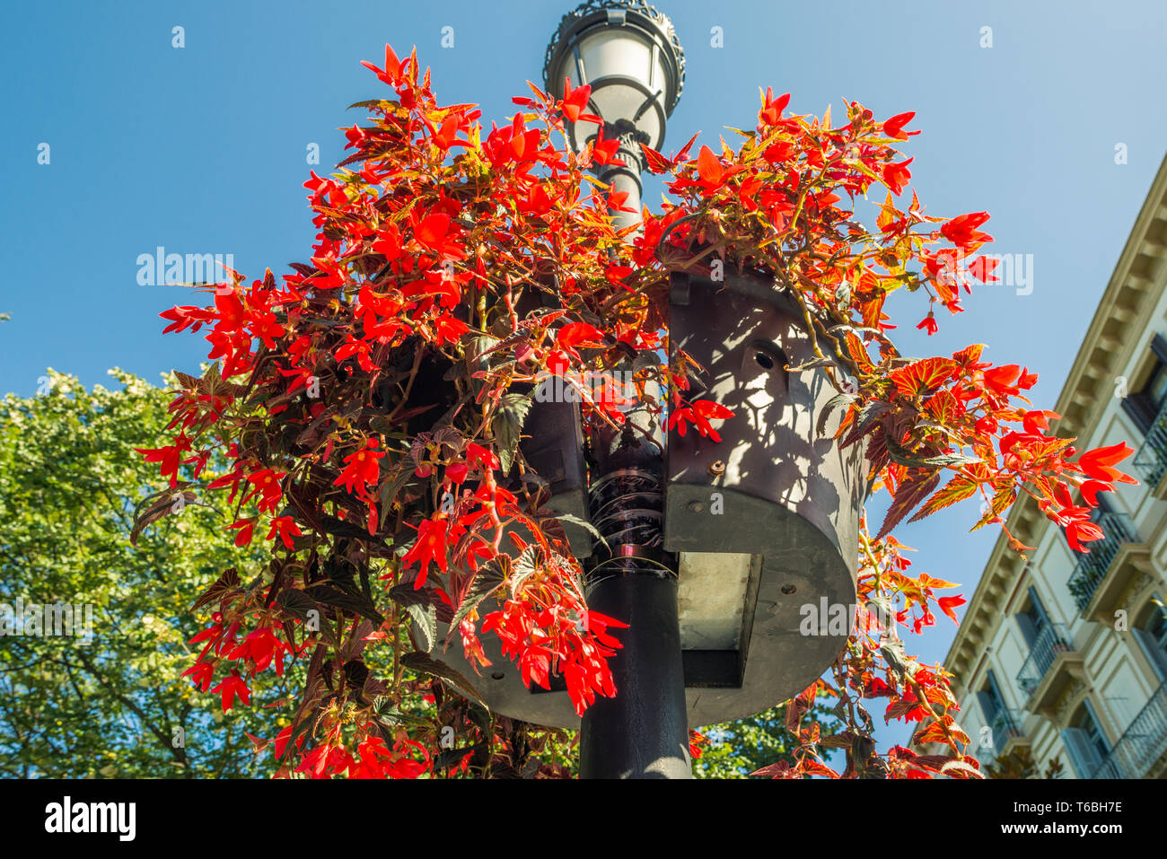 Flowers on street lights in Donostia San Sebastian Stock Photo Alamy